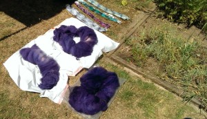 Kettle dyed fleece, hand painted roving heating in the sun